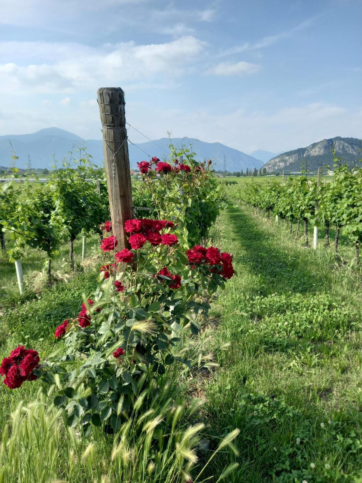 La Corte Del Bona - Vicino Alle Cantine E A Circa 15 Minuti Dal Lago Di Iseo - Apartment Erbusco Ngoại thất bức ảnh