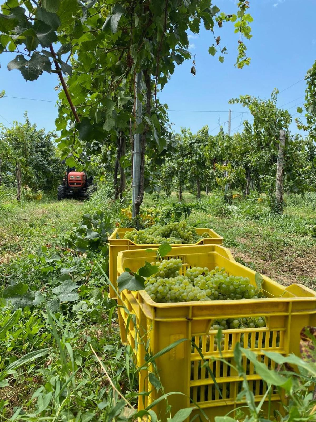 La Corte Del Bona - Vicino Alle Cantine E A Circa 15 Minuti Dal Lago Di Iseo - Apartment Erbusco Ngoại thất bức ảnh