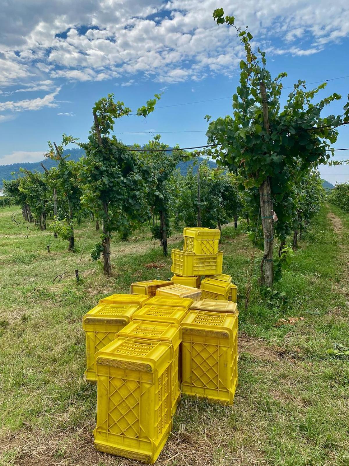La Corte Del Bona - Vicino Alle Cantine E A Circa 15 Minuti Dal Lago Di Iseo - Apartment Erbusco Ngoại thất bức ảnh